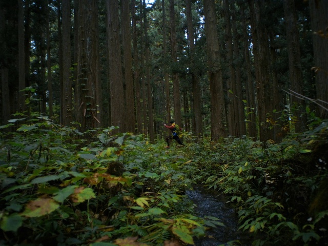 Video Reference: Plant, Tree, Natural landscape, Wood, Terrestrial plant, Trunk, Deciduous, Groundcover, Landscape, Grass