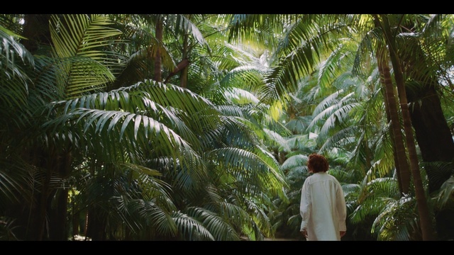 Video Reference: Green, Terrestrial plant, Arecales, Tree, Plant, Palm tree, Forest, Travel, T-shirt, Tropics