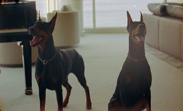 Video Reference: Dog, Dog breed, Grey, Carnivore, Collar, Working animal, Fawn, Pet supply, Snout, Companion dog