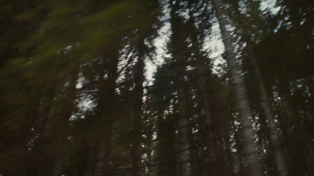 Video Reference: Water, Wood, Trunk, Natural landscape, Terrestrial plant, Sky, Plant, Twig, Forest, Grass