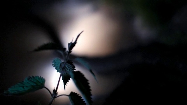 Video Reference: Plant, Flash photography, Branch, Twig, Sky, Petal, Arecales, Terrestrial plant, Wing, Tree