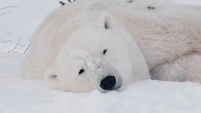 Video Reference: Snow, Polar bear, Carnivore, Toy, Freezing, Snout, Winter, Ice cap, Terrestrial animal, Stuffed toy
