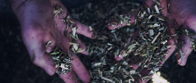 Video Reference: Purple, Petal, Violet, Terrestrial plant, Plant, Leaf vegetable, Groundcover, Vegetable, Grass, Magenta