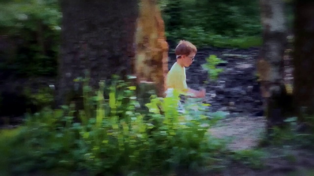 Video Reference: Plant, Vertebrate, People in nature, Wood, Mammal, Terrestrial plant, Natural landscape, Trunk, Grass, Groundcover