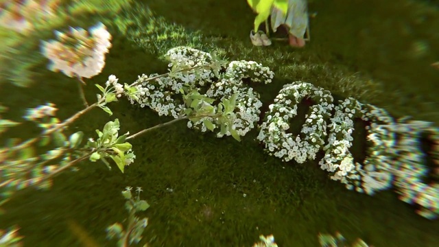 Video Reference: Water, Plant, Terrestrial plant, Flower, Grass, Groundcover, Flowering plant, Shrub, Subshrub, Natural landscape