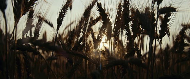 Video Reference: Plant, Sky, Sunlight, Terrestrial plant, Arecales, Grass, Twig, Grass family, Flowering plant, Agriculture