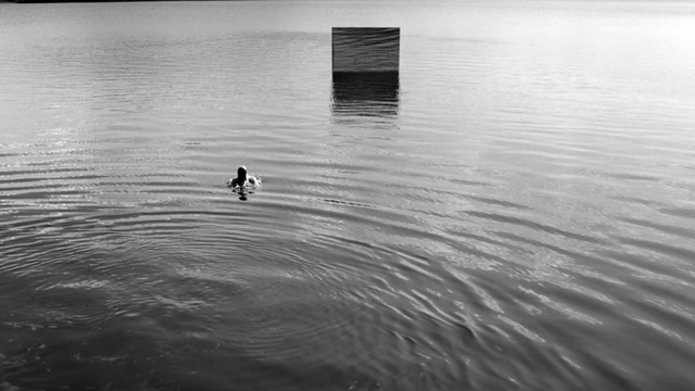 Video Reference: Water, Bird, Water resources, Cloud, Atmosphere, Sky, Black, Black-and-white, Lake, Body of water