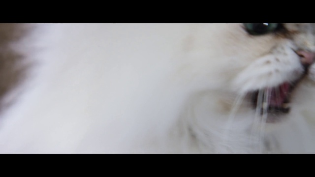 Video Reference: Dog, Eyelash, Carnivore, Dog breed, Jaw, Ear, Flash photography, Whiskers, Companion dog, Snout