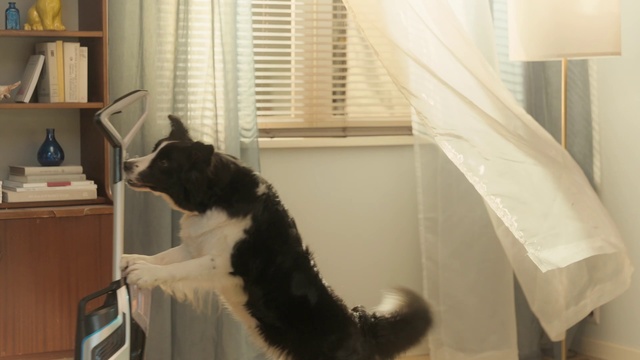 Video Reference: Felidae, Carnivore, Window, Dog breed, Comfort, Small to medium-sized cats, Companion dog, Curtain, Whiskers, Tail