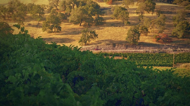 Video Reference: Plant, Plant community, Natural landscape, Tree, Land lot, Woody plant, Grassland, Agriculture, Plain, Groundcover