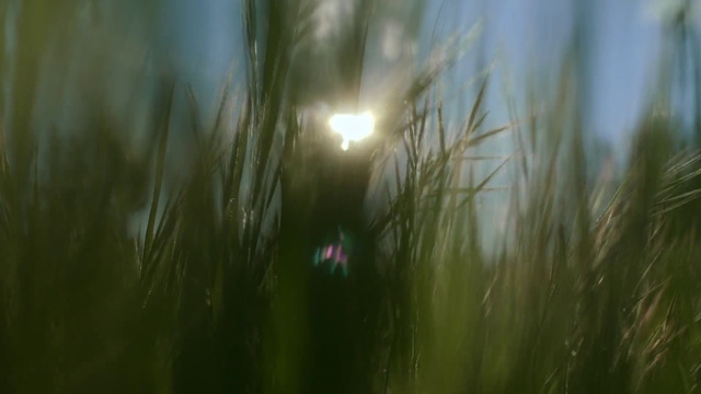Video Reference: Atmosphere, Plant, Sky, Terrestrial plant, Grass, Natural landscape, Cloud, Wood, Grass family, Astronomical object