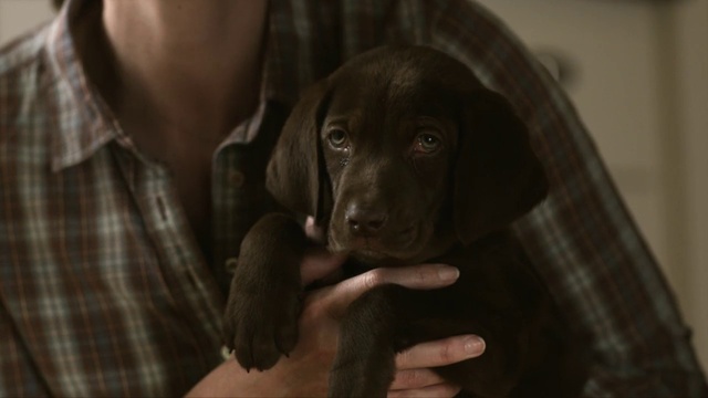 Video Reference: Hand, Dog, Tartan, Carnivore, Gesture, Working animal, Flash photography, Companion dog, Whiskers, Liver