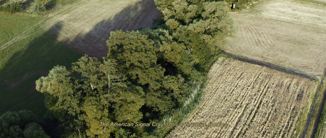 Video Reference: Plant community, Ecoregion, Plant, Natural landscape, Woody plant, Grass, Landscape, Terrestrial plant, Groundcover, Evergreen