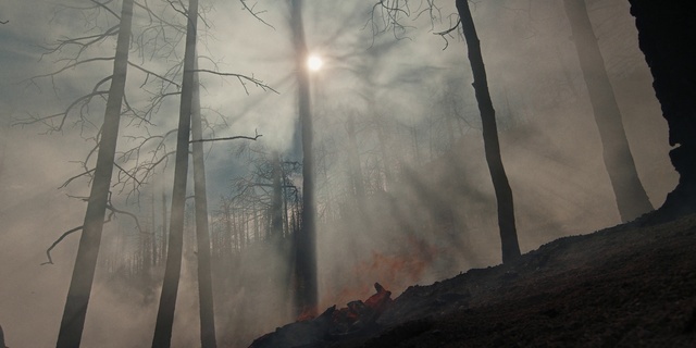 Video Reference: Cloud, Sky, Plant, Atmosphere, Nature, Natural environment, Wood, Branch, Natural landscape, Tree