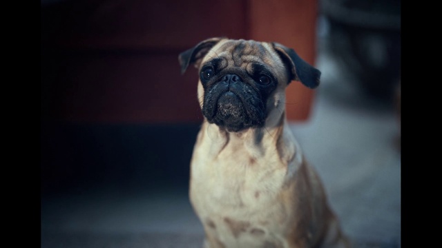 Video Reference: Pug, Dog, Eye, Dog breed, Carnivore, Whiskers, Companion dog, Fawn, Wrinkle, Snout
