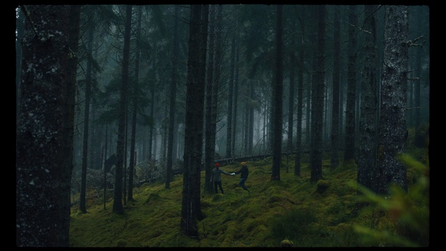 Video Reference: Plant, People in nature, Natural landscape, Fog, Wood, Tree, Terrestrial plant, Trunk, Grass, Deciduous