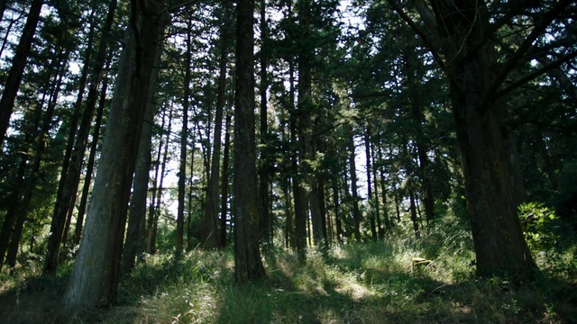 Video Reference: Plant, Sky, Tree, Terrestrial plant, Natural landscape, Wood, Trunk, Biome, Grass, Deciduous