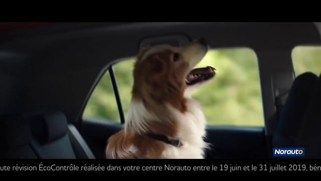 Video Reference: Dog, Car, Automotive mirror, Carnivore, Vehicle, Dog breed, Gesture, Mode of transport, Rear-view mirror, Automotive lighting