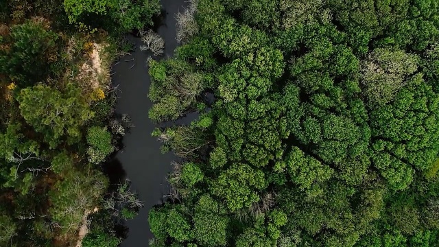 Video Reference: Plant, Water, Terrestrial plant, Natural landscape, Shrub, Groundcover, Grass, Evergreen, Forest, Landscape