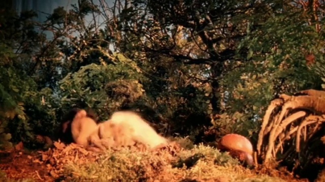 Video Reference: Plant, People in nature, Natural landscape, Tree, Fawn, Wood, Grass, Art, Landscape, Tints and shades