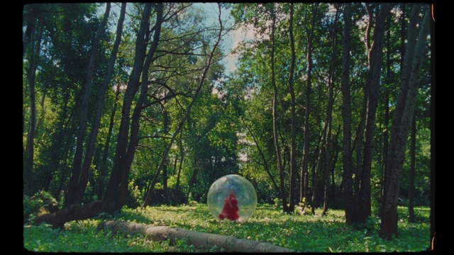 Video Reference: Plant, Plant community, Green, Tree, Natural landscape, People in nature, Wood, Terrestrial plant, Trunk, Grass