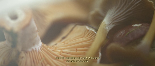 Video Reference: Food, Ingredient, Plant, Mushroom, Natural foods, Fungus, Peach, Macro photography, Natural material, Petal