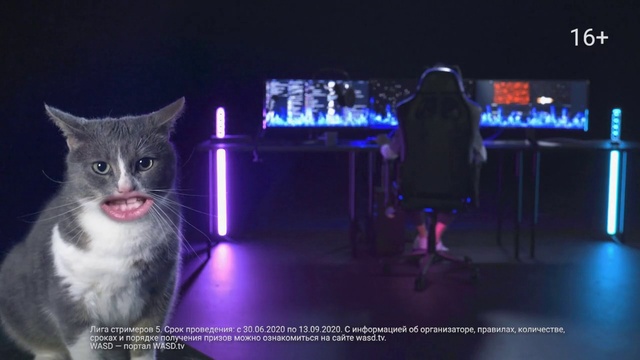 Video Reference: Cat, Felidae, Carnivore, Purple, Small to medium-sized cats, Whiskers, Electric blue, Event, Entertainment, Darkness