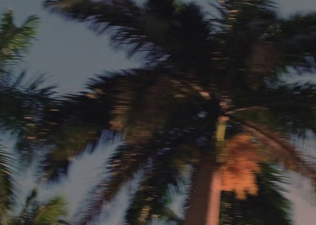 Video Reference: Sky, Branch, Terrestrial plant, Arecales, Evergreen, Trunk, Twig, Tints and shades, Attalea speciosa, Tree