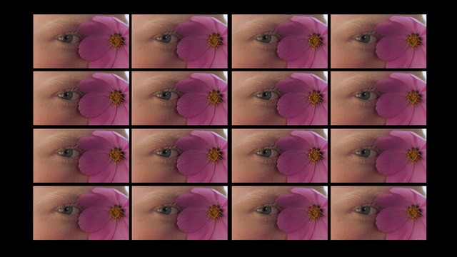 Video Reference: Flower, Plant, Petal, Purple, Botany, Nature, Leaf, Violet, Organism, Pink