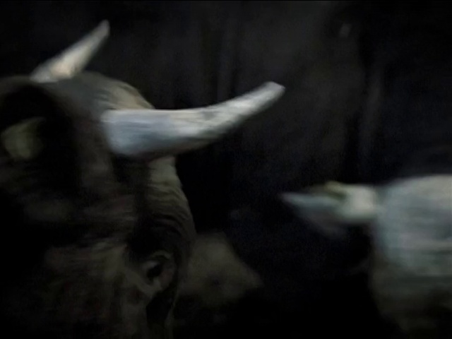 Video Reference: Felidae, Terrestrial animal, Whiskers, Small to medium-sized cats, Darkness, Tail, Fur, Plant, Monochrome photography, Wood