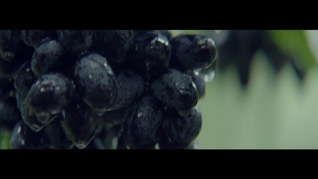 Video Reference: Font, Plant, Astronomical object, Water, Chemical compound, Electric blue, Fashion accessory, Macro photography, Science, Art