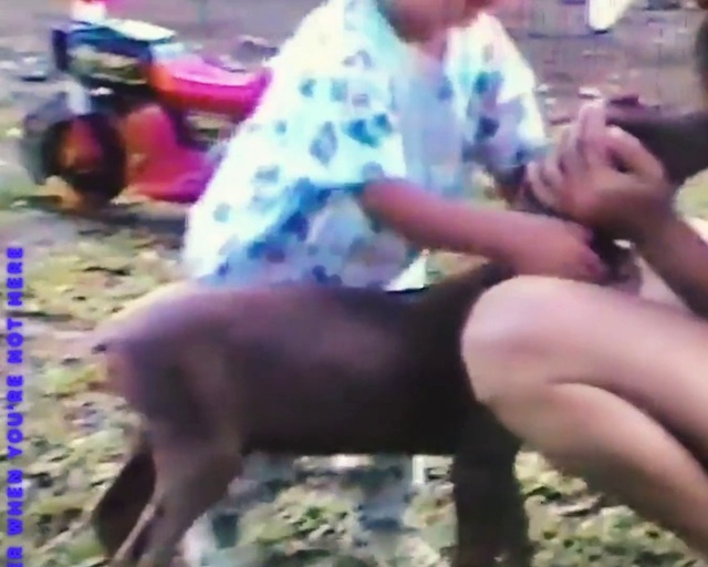 Video Reference: Vertebrate, Working animal, Organism, Mammal, Fawn, Leisure, Adaptation, Thigh, Fun, Dog breed