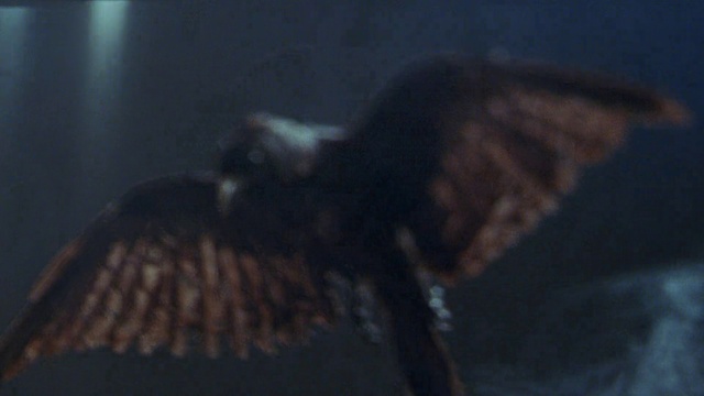 Video Reference: Bird, Accipitridae, Beak, Falcon, Feather, Falconiformes, Wing, Eagle, Harrier, Accipitriformes