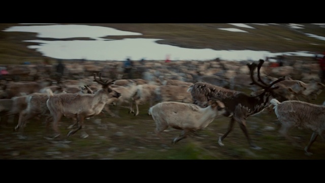 Video Reference: Deer, Elk, Fawn, Natural landscape, Horn, Grassland, Grass, Landscape, Terrestrial animal, Painting