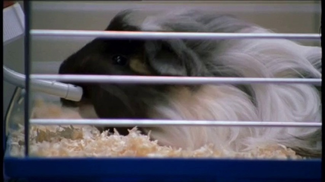Video Reference: Eye, Dog breed, Whiskers, Fawn, Pet supply, Companion dog, Snout, Rodent, Close-up, Fur