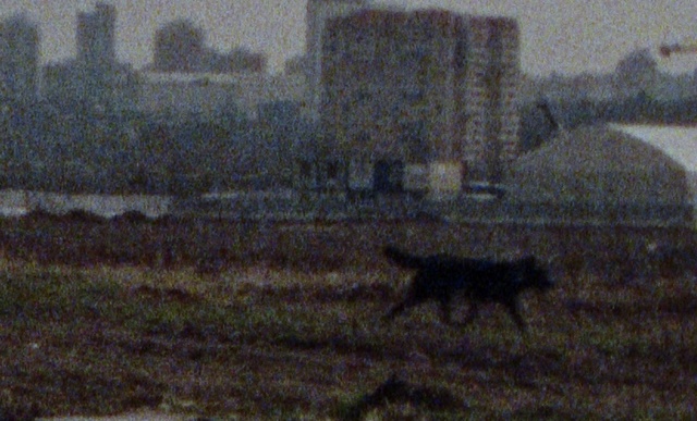 Video Reference: Building, Art, Painting, Water, Tail, Cat, Landscape, Felidae, Visual arts, City