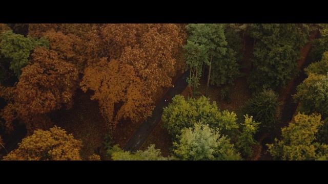 Video Reference: Plant, Natural landscape, Wood, Terrestrial plant, Deciduous, Shrub, Trunk, Grass, Groundcover, Grassland