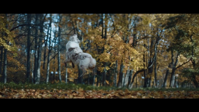 Video Reference: Horse, Plant, Tree, Sky, Natural landscape, Wood, Branch, Twig, Grass, Working animal