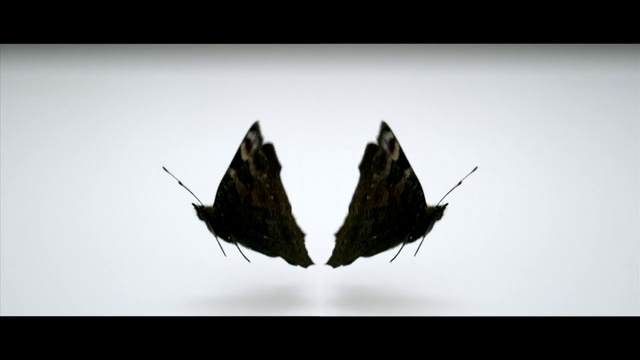 Video Reference: Plant, Insect, Butterfly, Pollinator, Creative arts, Natural material, Art, Font, Triangle, Moths and butterflies