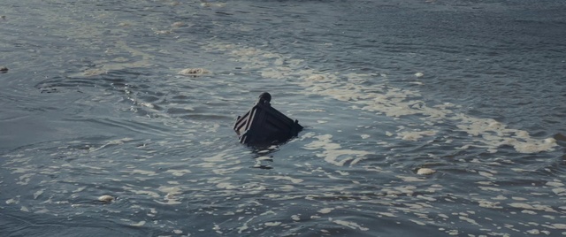 Video Reference: Water, Bird, Beak, Waterfowl, Ducks, geese and swans, Feather, Lake, Duck, Calm, Seabird