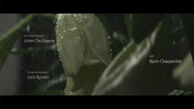 Video Reference: plant, flower, bud, water droplets, macro, close-up, nature, green, rain, credit text, cinematic, blurred background