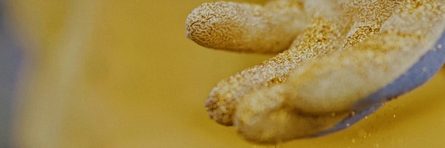 Video Reference: Food, Ingredient, Cuisine, Dish, Macro photography, Baked goods, Staple food, Snack, Deep frying