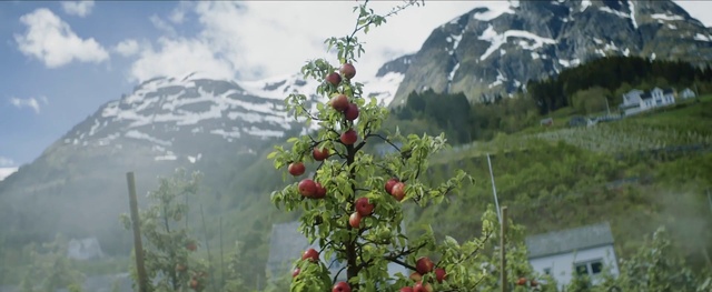 Video Reference: Mountain, Plant, Food, Sky, Cloud, Fruit, Evergreen, Natural foods, Terrestrial plant, Fruit tree