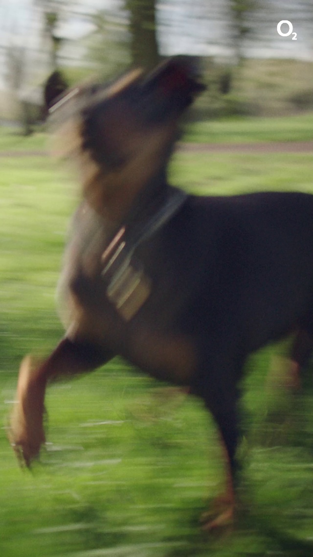 Video Reference: Horse, Plant, Dog breed, Working animal, Horse tack, Bridle, Horse supplies, Liver, Fawn, Grass