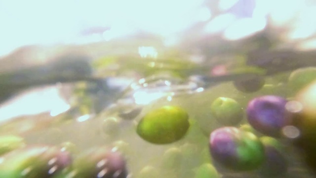 Video Reference: Liquid, Water, Natural landscape, Terrestrial plant, Aquatic plant, Grass, Moisture, Dew, Landscape, Glass