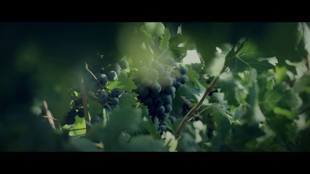 Video Reference: Flower, Plant, Food, Tree, Fruit, Grape, Grass, Natural foods, Terrestrial plant, Seedless fruit