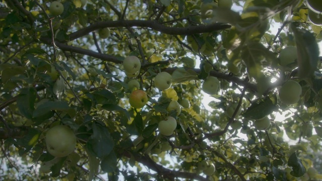 Video Reference: Twig, Plant, Flower, Citrus, Tree, Fruit, Flowering plant, Fruit tree, Produce, Sky