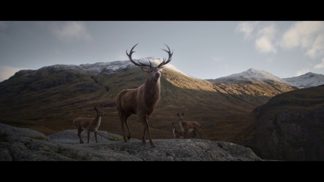 Video Reference: Sky, Mountain, Cloud, Deer, Horn, Fawn, Elk, Natural material, Grassland, Terrestrial animal