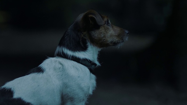 Video Reference: Dog, Grey, Carnivore, Dog breed, Whiskers, Terrestrial animal, Tail, Darkness, Monochrome photography, Monochrome