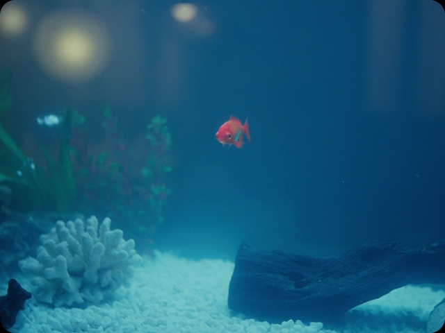 Video Reference: Water, Green, Azure, Underwater, Fin, Fish, Marine biology, Aqua, Electric blue, Sky